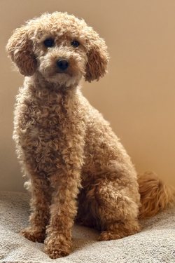 Emmi
